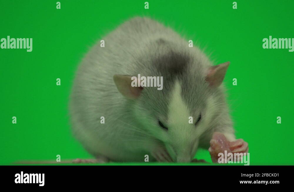 Rat eat meat on green screen Stock Video Footage Alamy