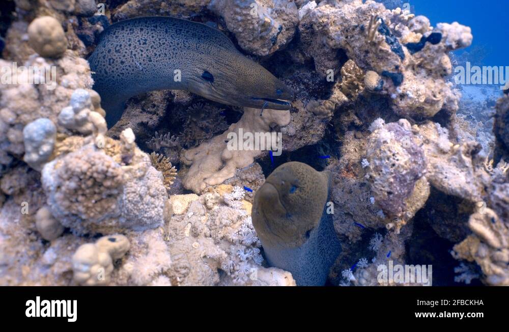 Giant moray moray gymnothorax javanicus and cleaner fish labroides
