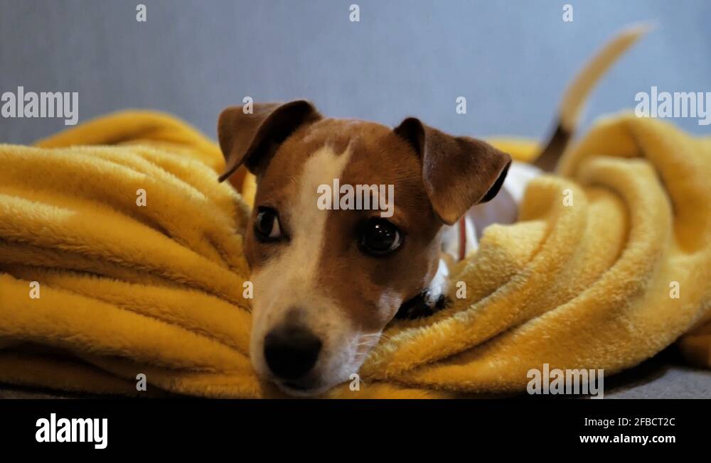 Jack mustard Stock Videos & Footage HD and 4K Video Clips Alamy