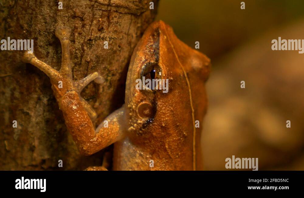 macro of coqui frog in its natural habitat Stock Video Footage Alamy
