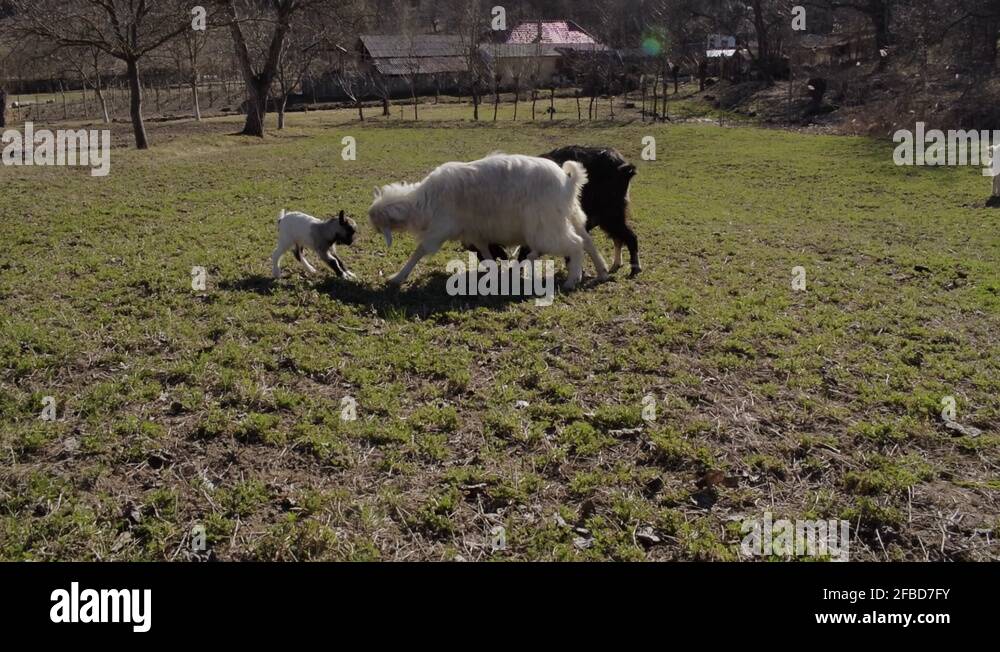 Goat children Stock Videos & Footage HD and 4K Video Clips Alamy