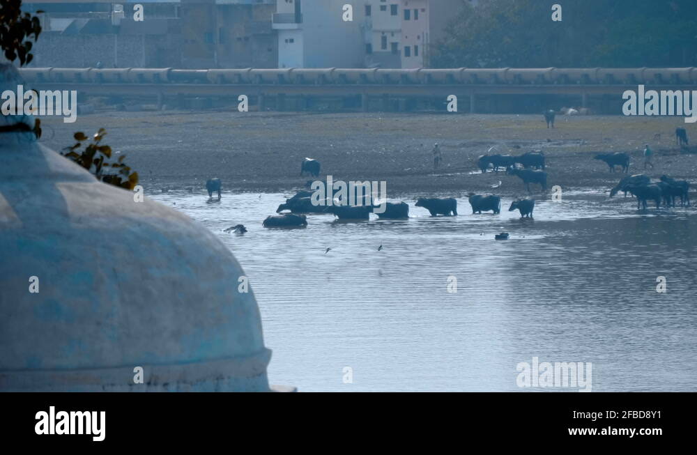 Livestock farming water pollution Stock Videos & Footage HD and 4K Video Clips Alamy