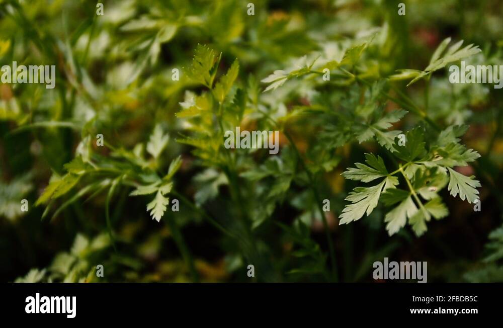 Young fresh parsley Stock Videos & Footage HD and 4K Video Clips Alamy