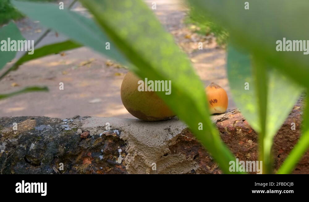Coconut tree immature green coconuts Stock Videos & Footage - HD and 4K ...
