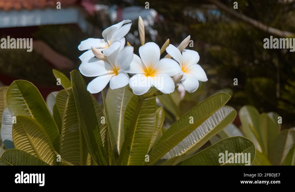 Attract bees to your garden Stock Videos & Footage HD and 4K Video