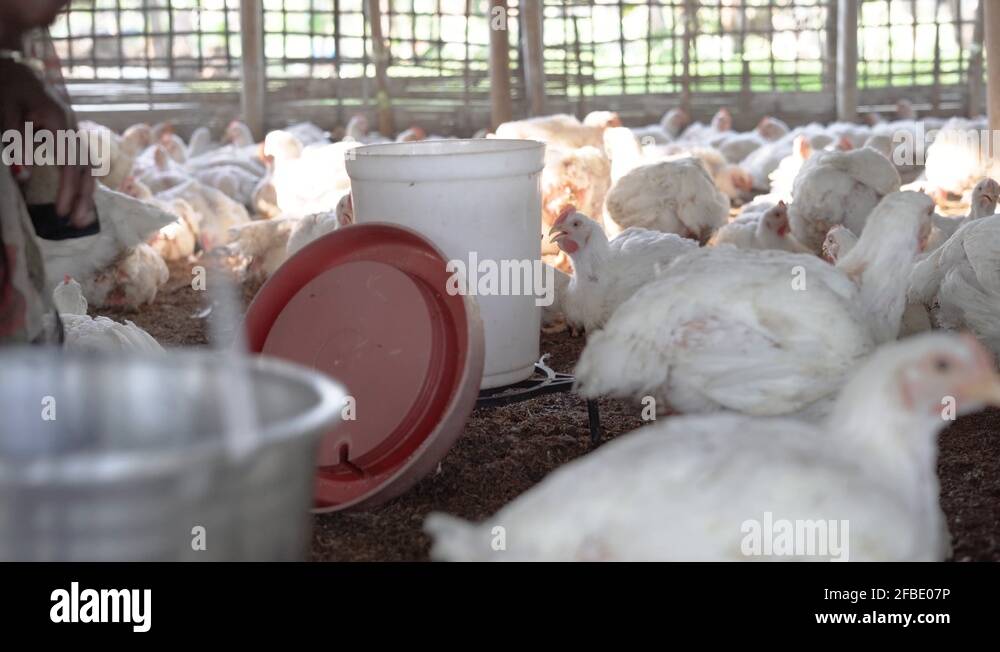Egg broiler Stock Videos & Footage HD and 4K Video Clips Alamy
