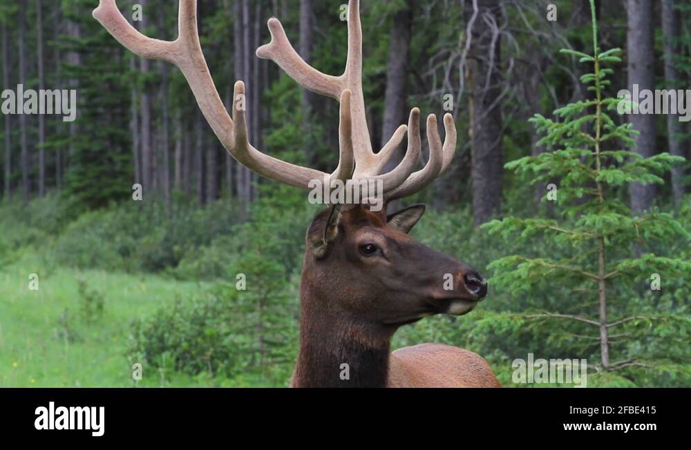 Elk antlers horns Stock Videos & Footage HD and 4K Video Clips Alamy