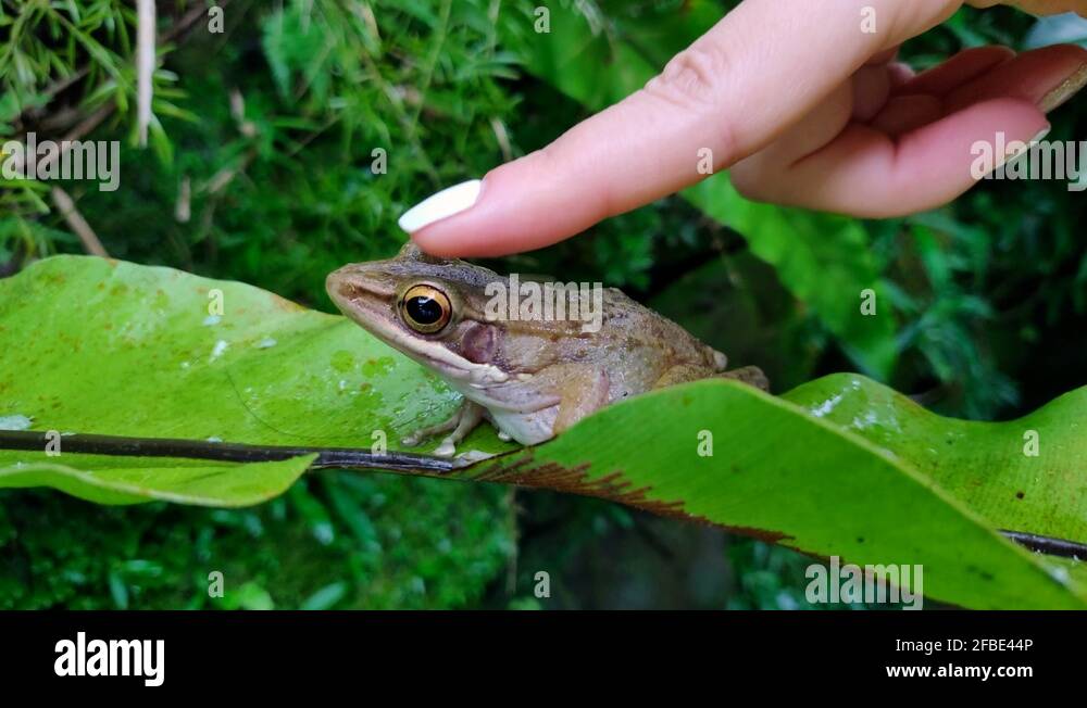 Girl touching a frog on a green leaf in nature Stock Video Footage Alamy
