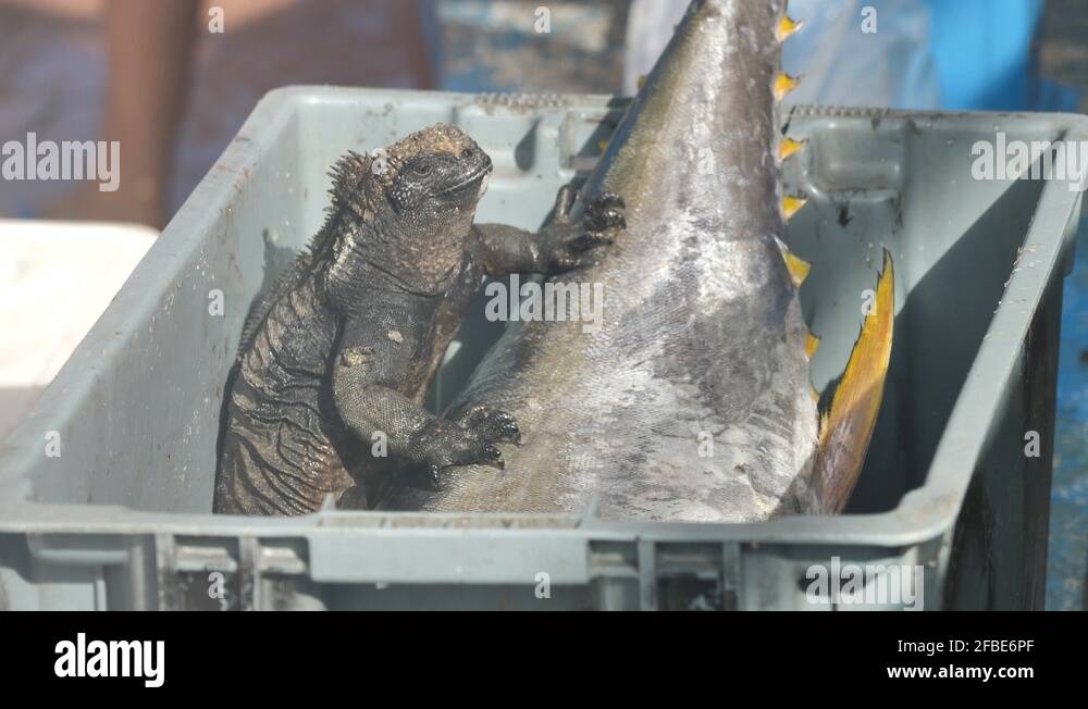 Catching a tuna fish Stock Videos & Footage HD and 4K Video Clips Alamy