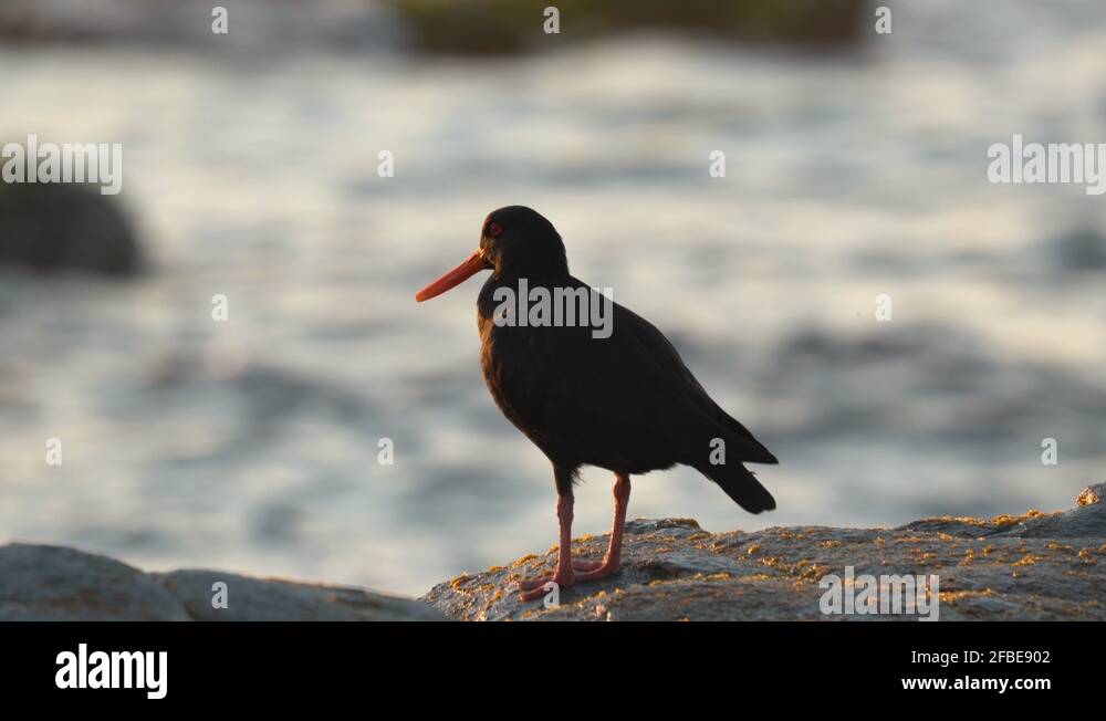 New zealand oyster catcher Stock Videos & Footage HD and 4K Video