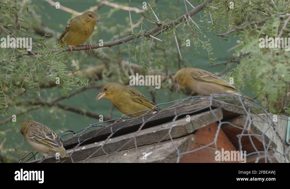 Chatter of birds Stock Videos & Footage HD and 4K Video Clips Alamy