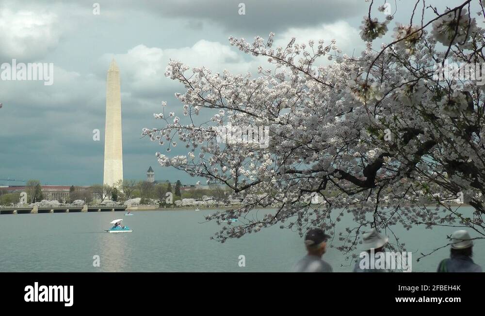 Washington dc tidal basin paddle boat Stock Videos & Footage HD and