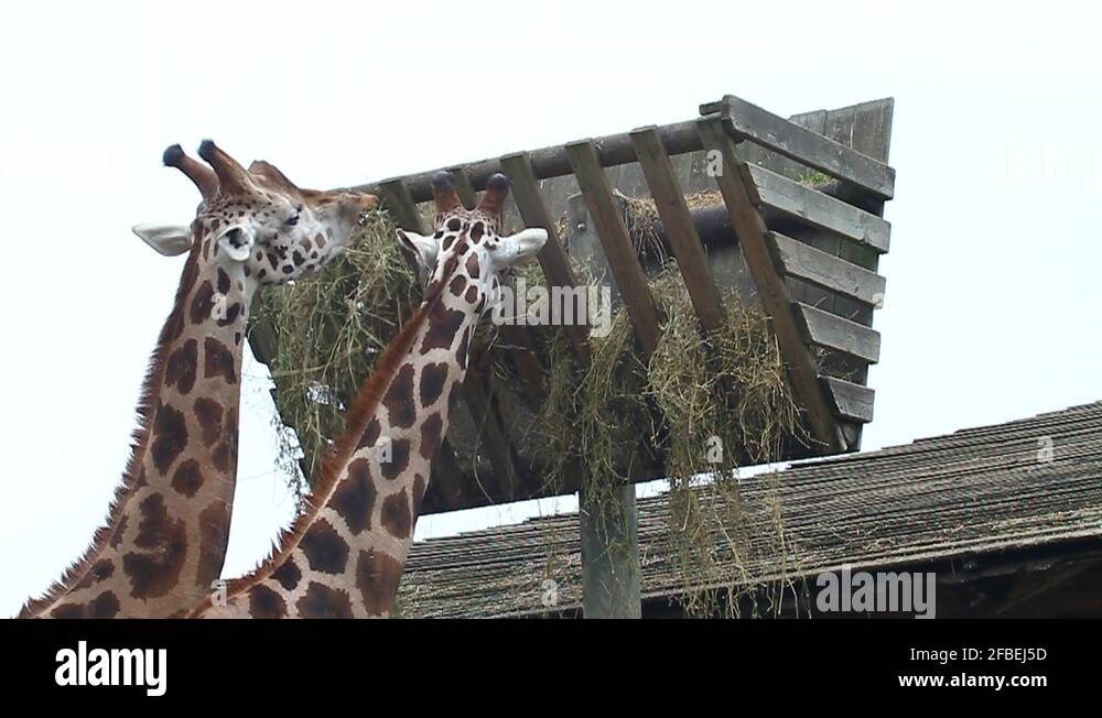 Giraffe mane Stock Videos & Footage HD and 4K Video Clips Alamy