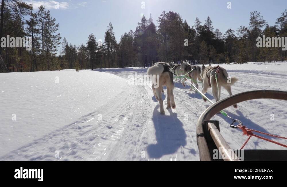 Huskies pulling sled on snow Stock Videos & Footage - HD and 4K Video ...