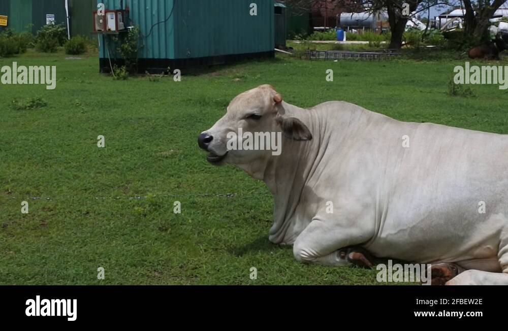 Chewing cattle Stock Videos & Footage HD and 4K Video Clips Alamy