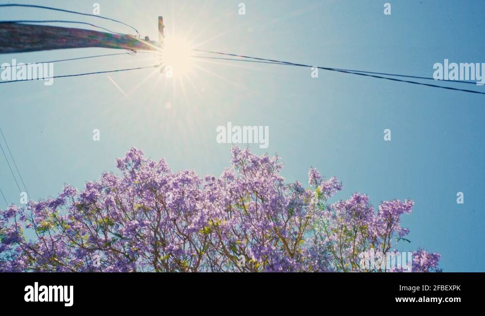 Cherry blossom tree in Australian urban city environment Stock Video