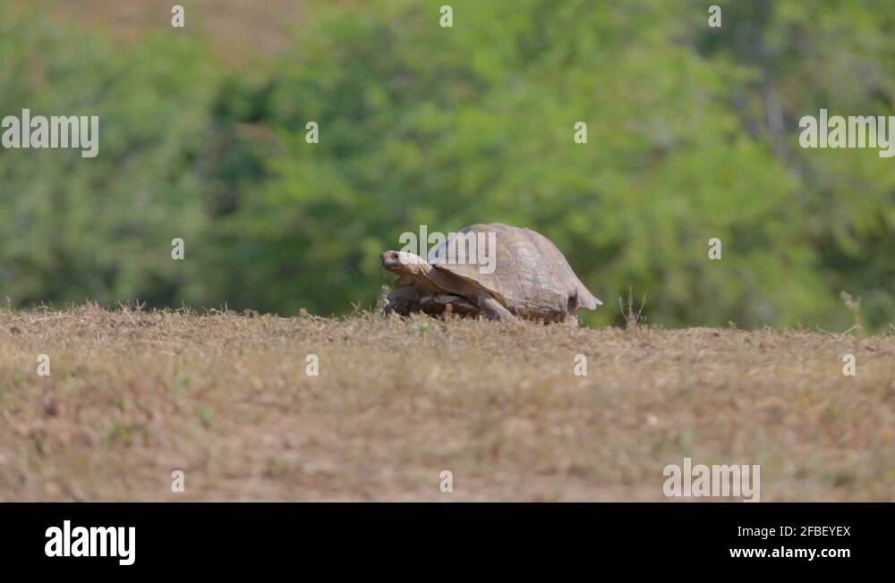 Tortoise Shell Ridges Shell ridge nature reserve Stock Videos & Footage - HD and 4K Video ...
