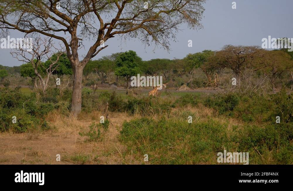 National park kenya african thorn trees Stock Videos & Footage - HD and