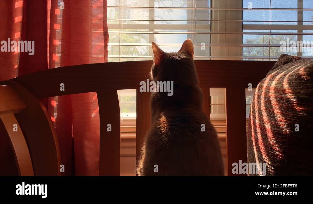 Cat acting out Stock Videos & Footage HD and 4K Video Clips Alamy