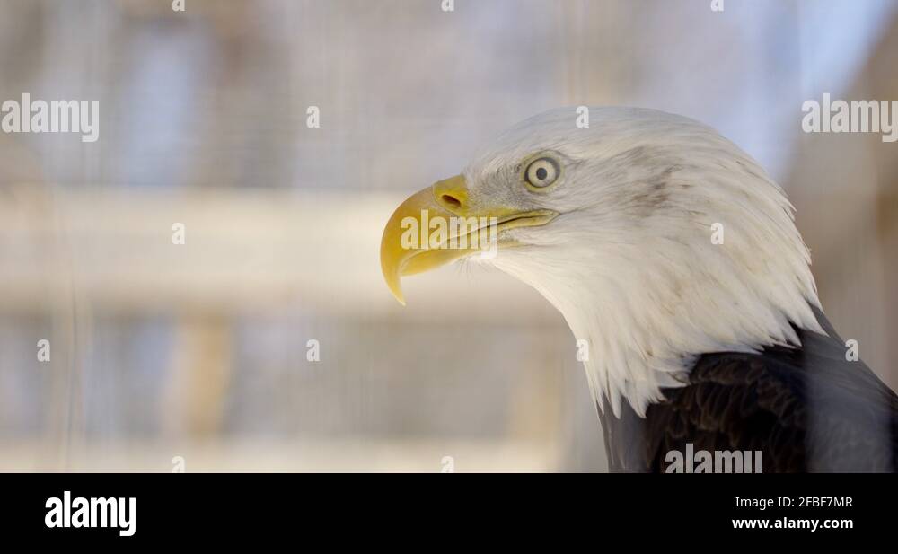 Bald Eagle side profile extreme close up on face Stock Video Footage