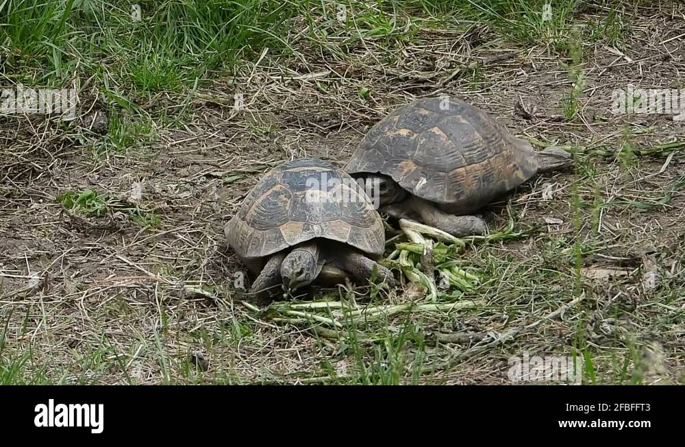 Natural mating Stock Videos & Footage HD and 4K Video Clips Alamy