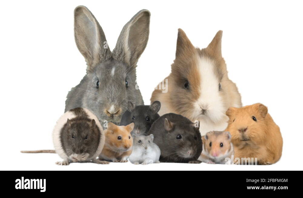 Rodent face paw Stock Videos & Footage - HD and 4K Video Clips - Alamy