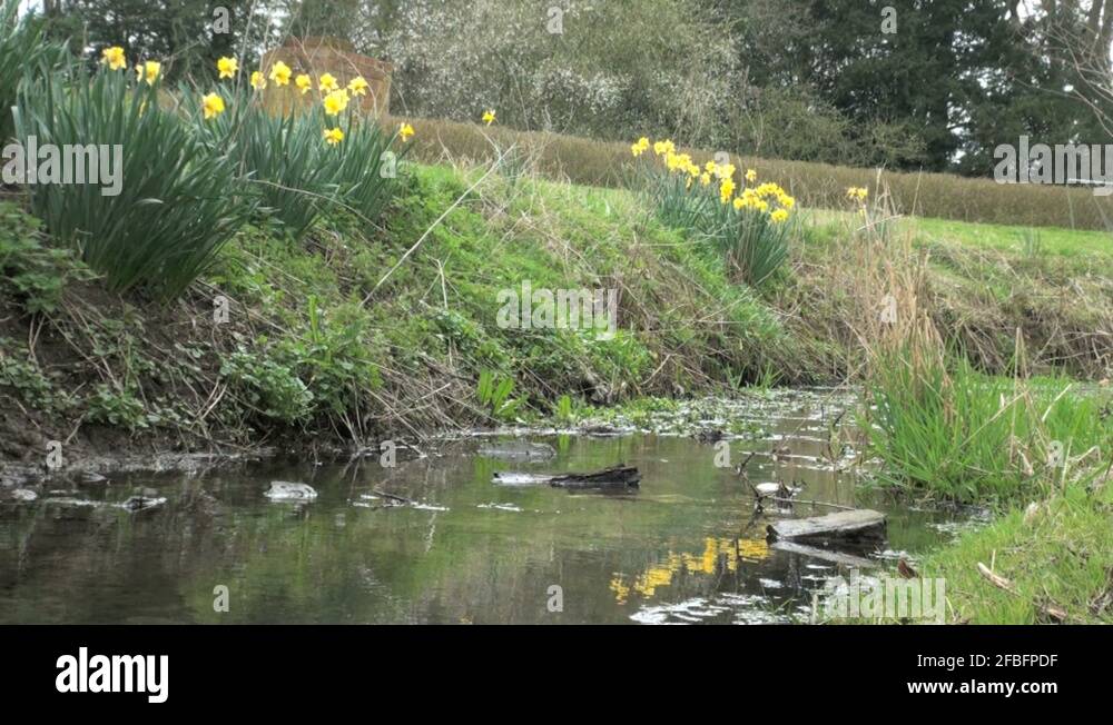 Daffodils in water Stock Videos & Footage HD and 4K Video Clips Alamy