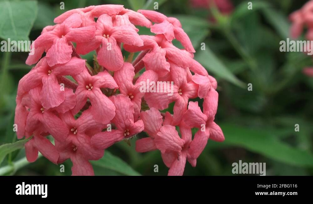 Flowers of panama Stock Videos & Footage HD and 4K Video Clips Alamy