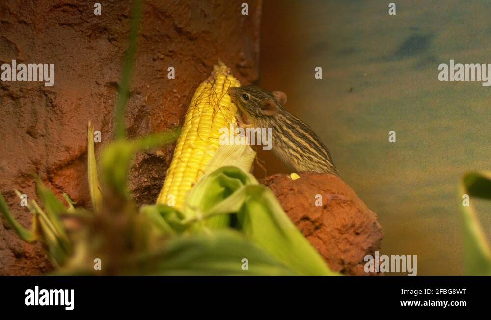 Mouse eating corn Stock Videos & Footage HD and 4K Video Clips Alamy