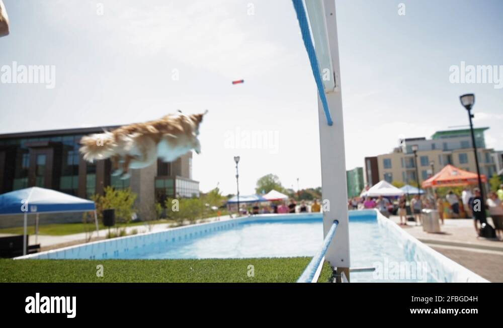 A dog jumps into a swimming pool at a long jump competition for dogs Stock Video Footage Alamy