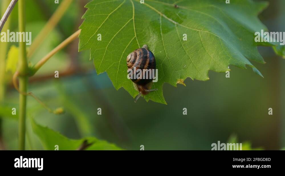 beautiful land snails gastropod mollusks hanging upside down from a