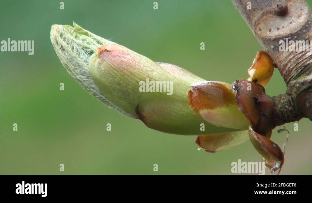 Tree bud Stock Videos & Footage HD and 4K Video Clips Alamy