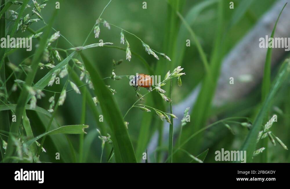 Insects bugs grass Stock Videos & Footage HD and 4K Video Clips Alamy