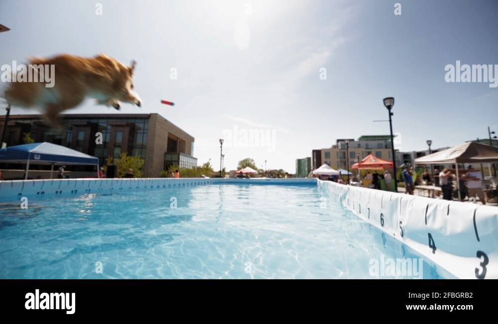A dog jumps into a swimming pool at a long jump competition for dogs Stock Video Footage Alamy