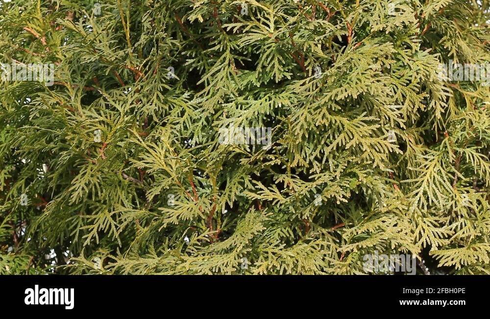 Cedar hedge Stock Videos & Footage HD and 4K Video Clips Alamy