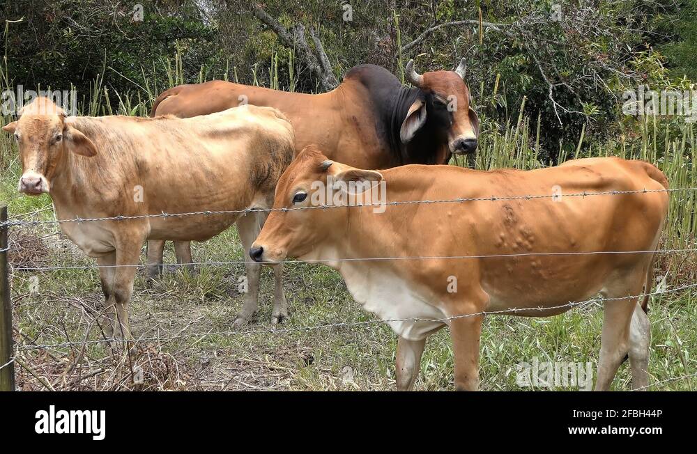 Bull bully calf cattle Stock Videos & Footage - HD and 4K Video Clips ...