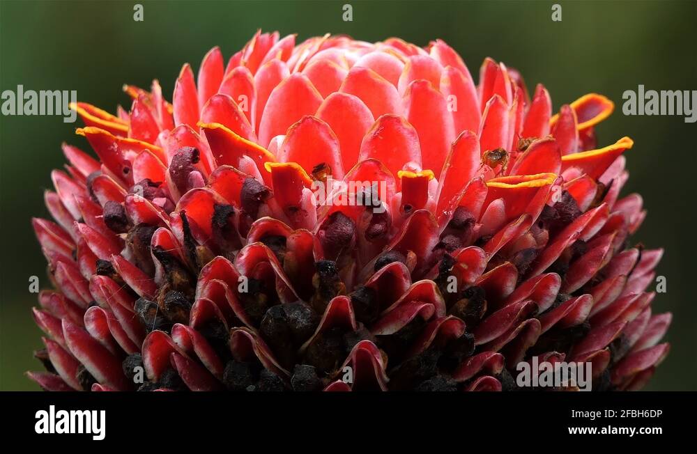 Bee shells Stock Videos & Footage - HD and 4K Video Clips - Alamy