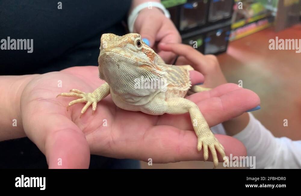 Pet reptiles kids Stock Videos & Footage - HD and 4K Video Clips - Alamy