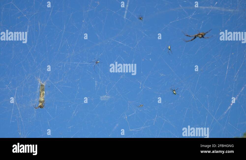 Tent web spiders Stock Videos & Footage - HD and 4K Video Clips - Alamy