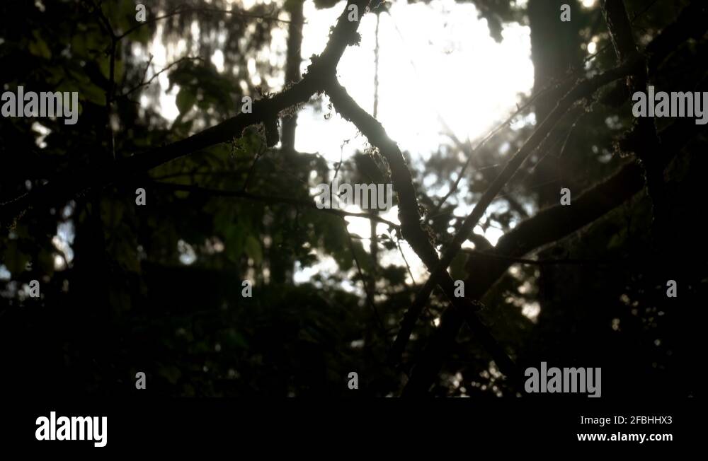 Tree branches silhouette black white Stock Videos & Footage - HD and 4K ...