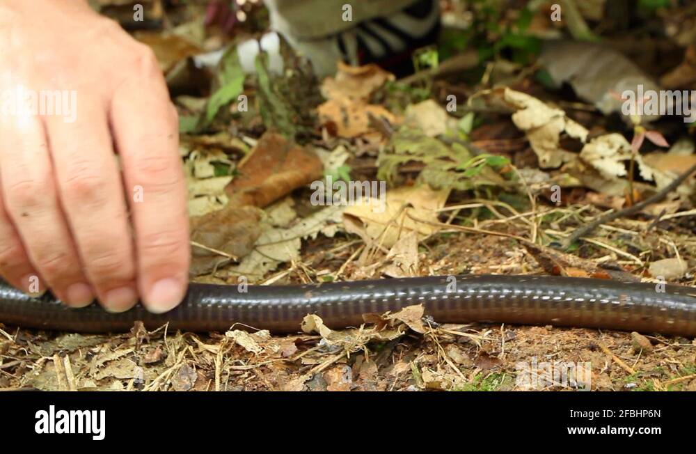 Huge earthworm Stock Videos & Footage