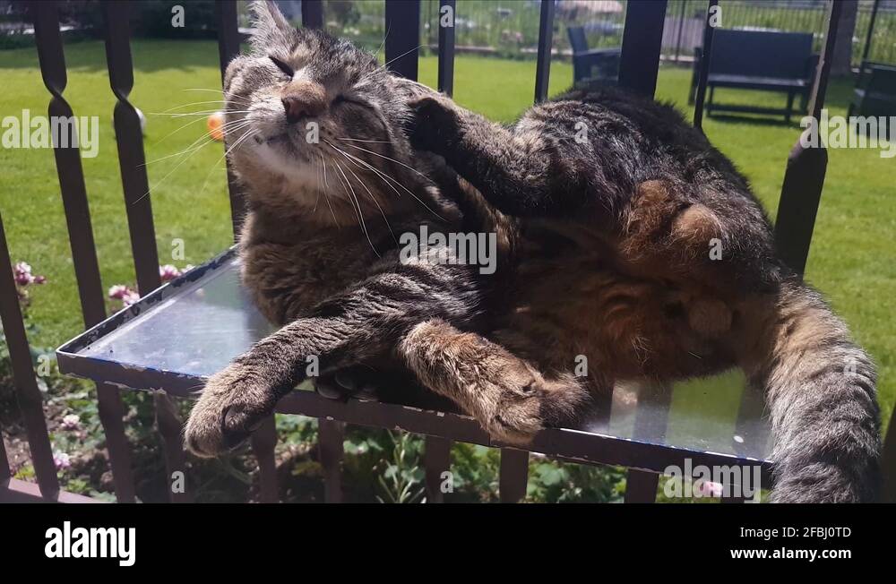 Cat laying on the terrace Stock Videos & Footage HD and 4K Video