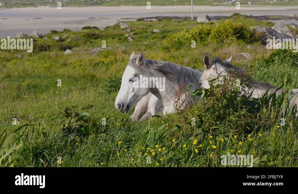 Cinemagraph of Horse Mane Blowing in the Breeze Stock Video Footage Alamy