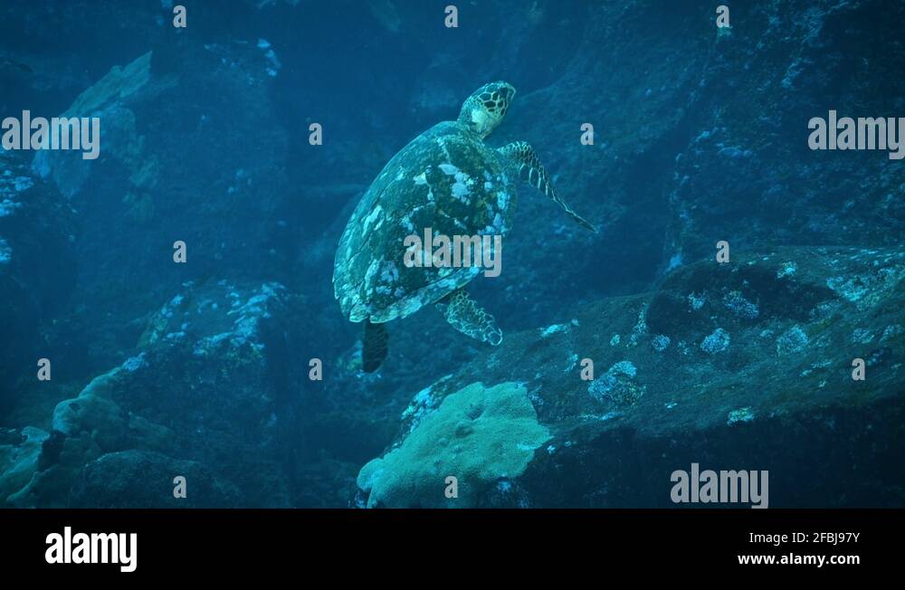 Plastic straw sea turtle Stock Videos & Footage HD and 4K Video Clips