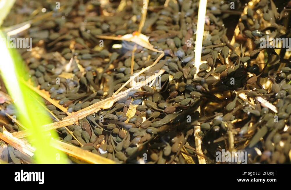 Tadpole Stock Videos & Footage HD and 4K Video Clips Alamy