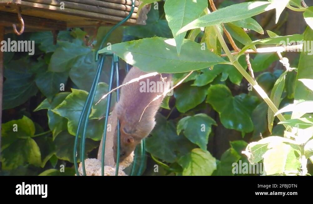 Fat ball cage Stock Videos & Footage HD and 4K Video Clips Alamy