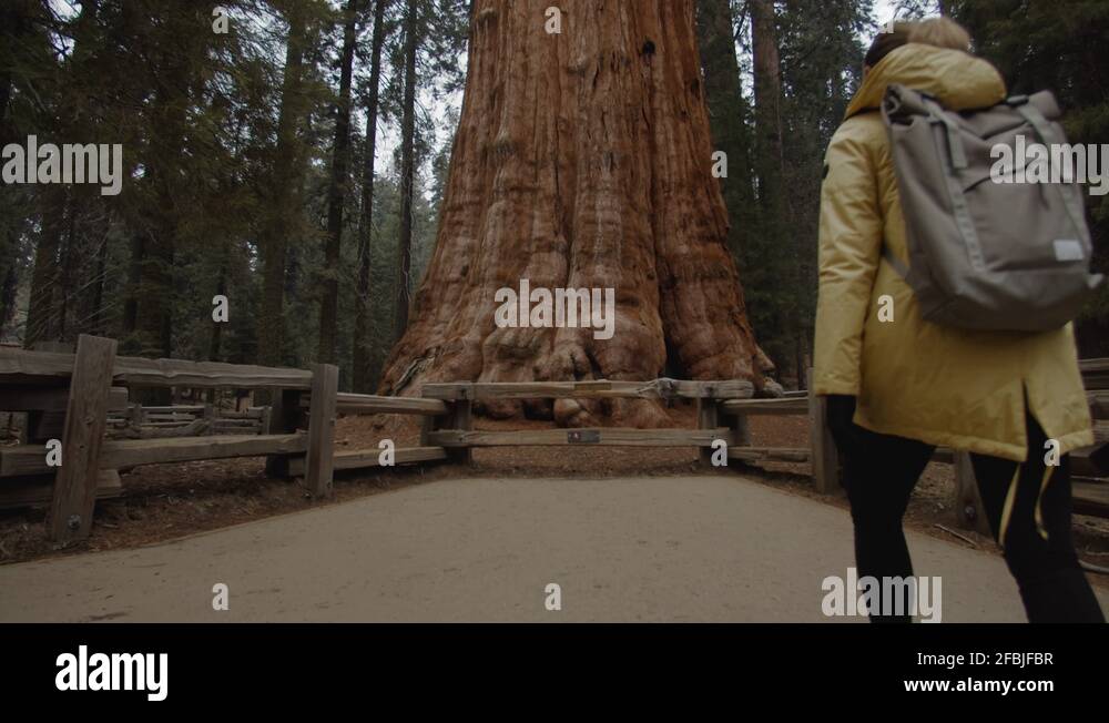 General sherman the giant sequoia Stock Videos & Footage - HD and 4K ...