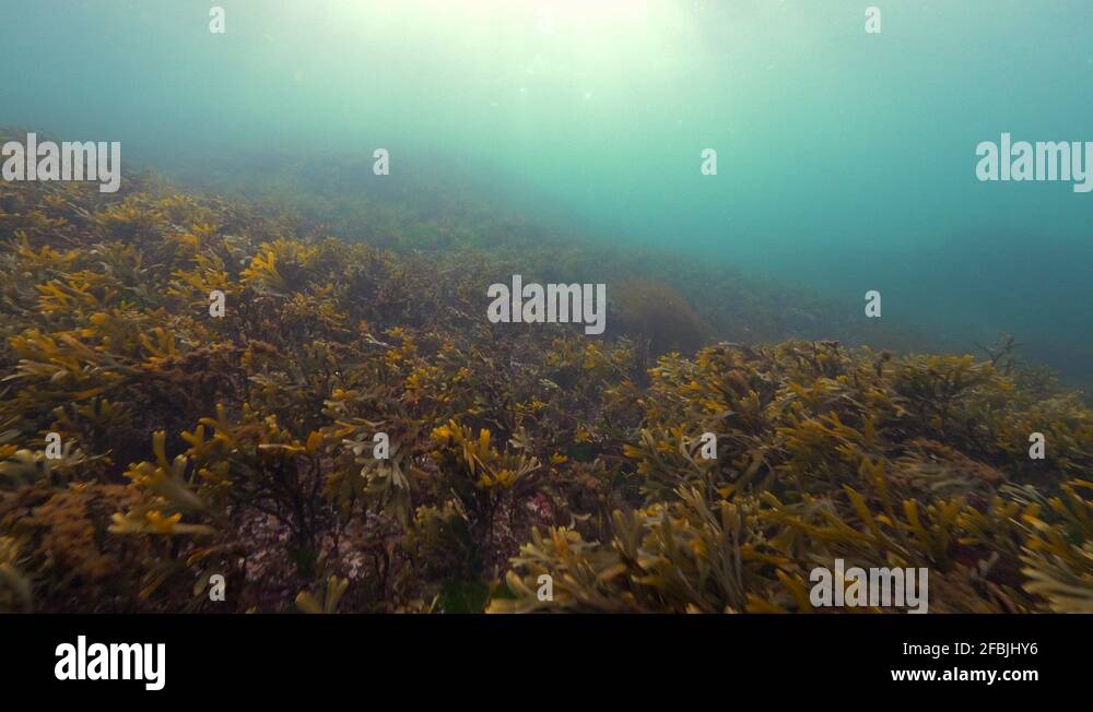 Plants on vancouver island Stock Videos & Footage HD and 4K Video