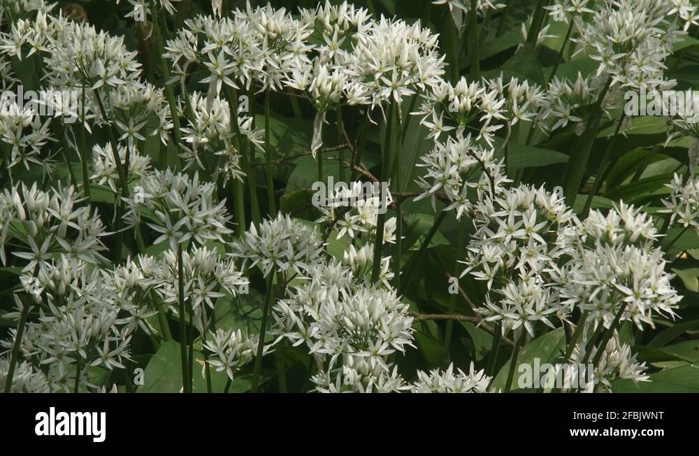 Ramsons wild garlic allium ursinum Stock Videos & Footage - HD and 4K ...