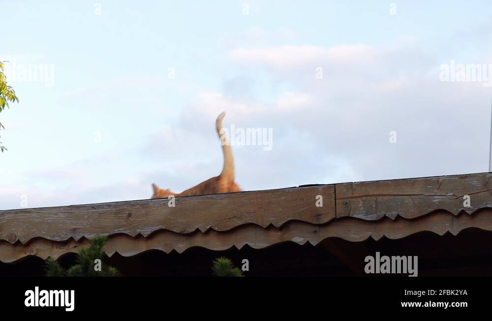 Cat climbing on roof Stock Videos & Footage HD and 4K Video Clips Alamy